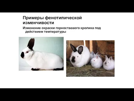 Примеры фенотипической изменчивости Изменение окраски горностаевого кролика под действием температуры