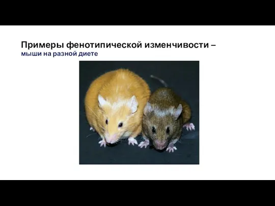 Примеры фенотипической изменчивости – мыши на разной диете