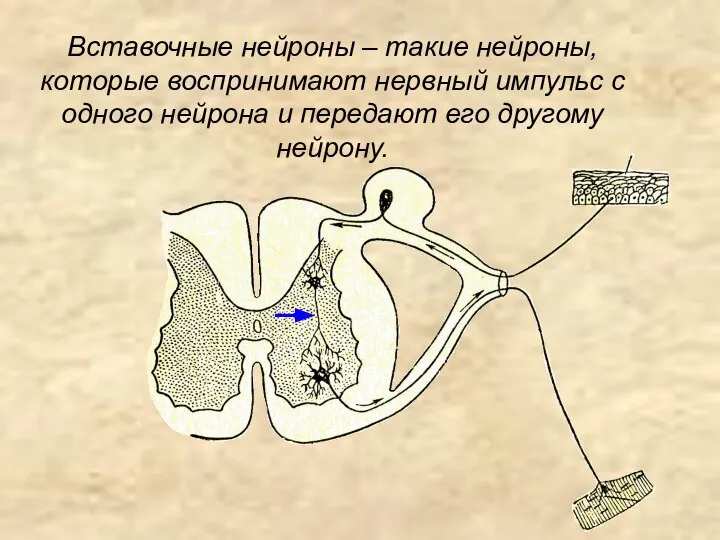 Вставочные нейроны – такие нейроны, которые воспринимают нервный импульс с одного