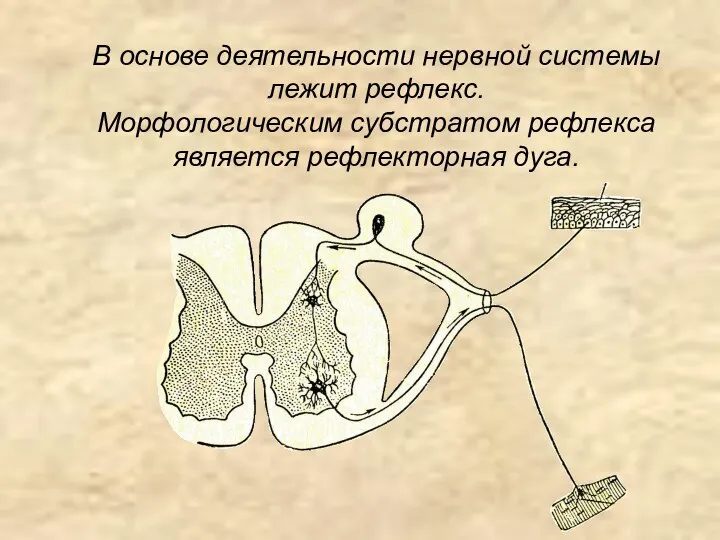 В основе деятельности нервной системы лежит рефлекс. Морфологическим субстратом рефлекса является рефлекторная дуга.