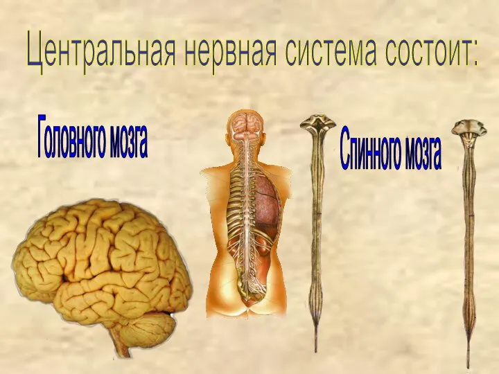 Центральная нервная система состоит: Головного мозга Спинного мозга