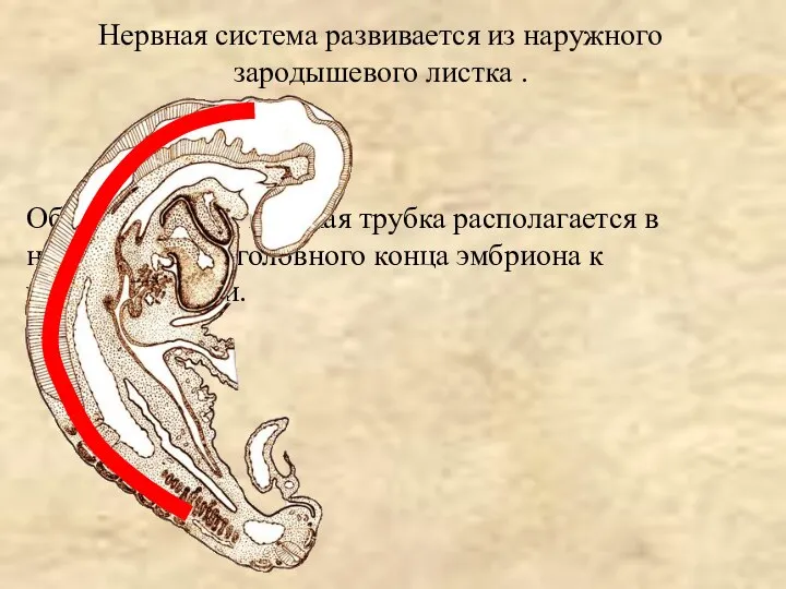 Нервная система развивается из наружного зародышевого листка . Образовавшаяся нервная трубка