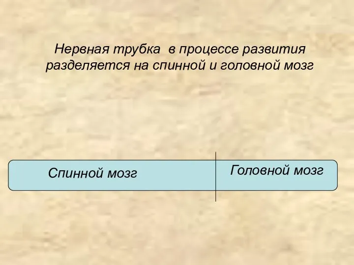 Нервная трубка в процессе развития разделяется на спинной и головной мозг Головной мозг Спинной мозг