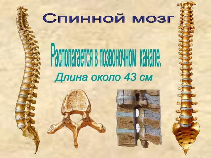 Спинной мозг Располагается в позвоночном канале. Длина около 43 см