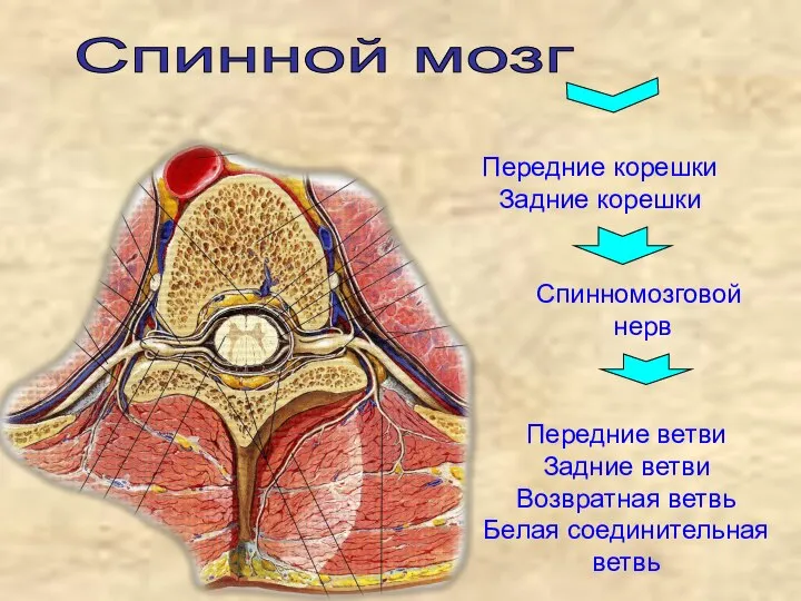 Спинной мозг Передние корешки Задние корешки Спинномозговой нерв Передние ветви Задние