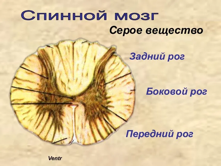 Спинной мозг Ventr Передний рог Задний рог Боковой рог Серое вещество