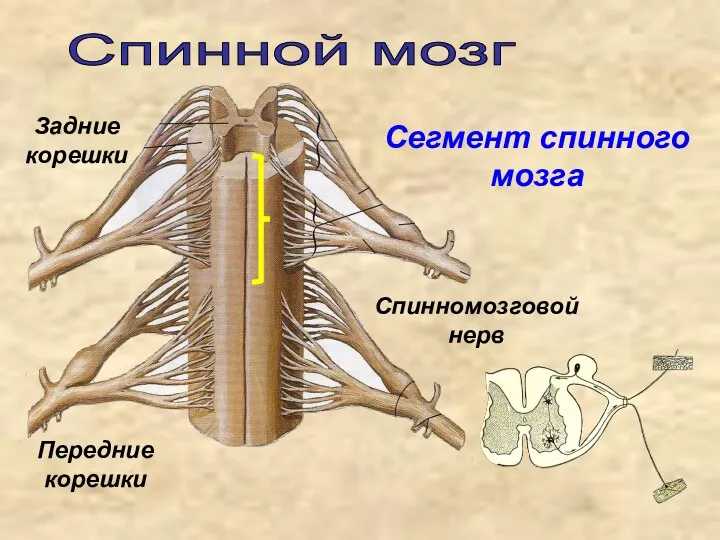 Спинной мозг Сегмент спинного мозга Передние корешки Задние корешки Спинномозговой нерв