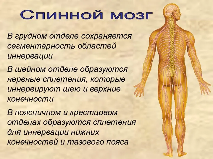 В грудном отделе сохраняется сегментарность областей иннервации В шейном отделе образуются