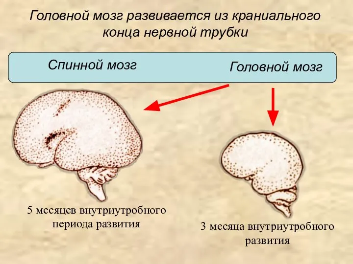 Головной мозг развивается из краниального конца нервной трубки Головной мозг Спинной