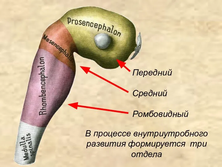 В процессе внутриутробного развития формируется три отдела Передний Средний Ромбовидный