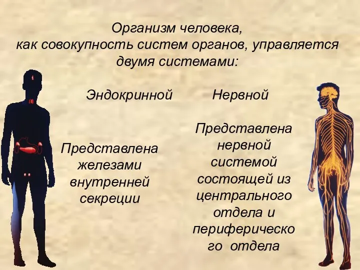 Организм человека, как совокупность систем органов, управляется двумя системами: Эндокринной Нервной