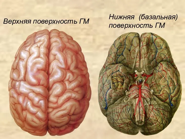 Нижняя (базальная) поверхность ГМ Верхняя поверхность ГМ