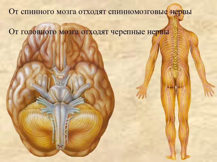 От спинного мозга отходят спинномозговые нервы От головного мозга отходят черепные нервы