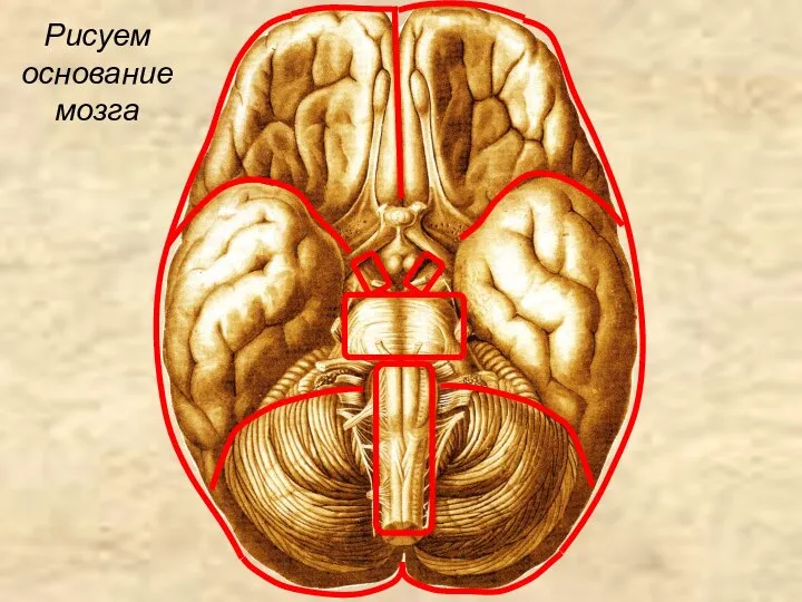 Рисуем основание мозга