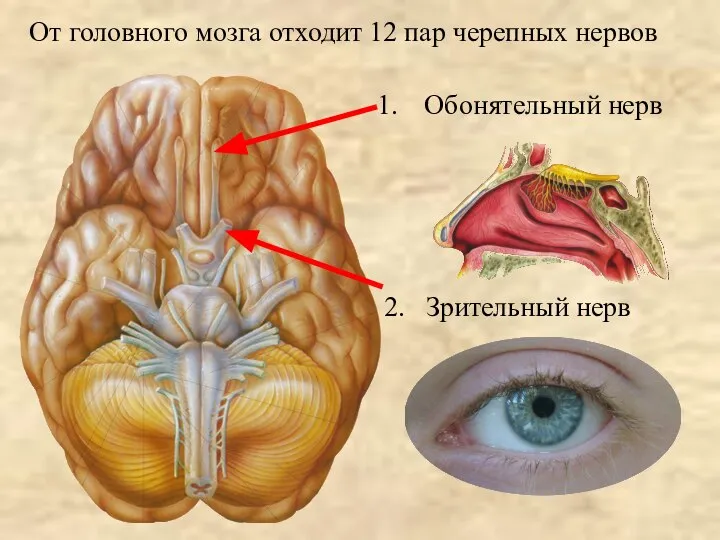 От головного мозга отходит 12 пар черепных нервов Обонятельный нерв 2. Зрительный нерв