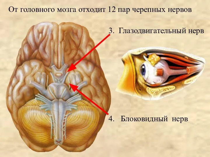 От головного мозга отходит 12 пар черепных нервов 3. Глазодвигательный нерв 4. Блоковидный нерв