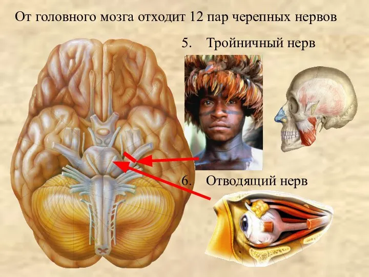 Тройничный нерв Отводящий нерв От головного мозга отходит 12 пар черепных нервов