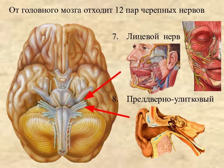 От головного мозга отходит 12 пар черепных нервов Лицевой нерв Преддверно-улитковый