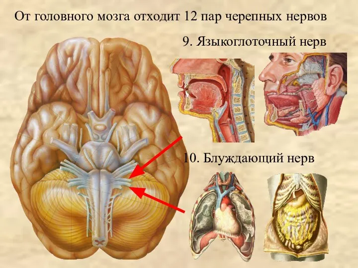 От головного мозга отходит 12 пар черепных нервов 9. Языкоглоточный нерв 10. Блуждающий нерв