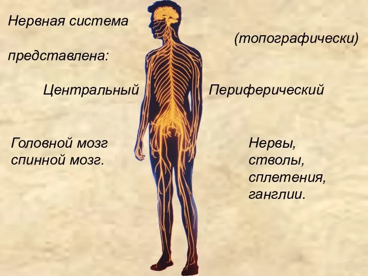 Нервная система (топографически) представлена: Центральный Периферический Головной мозг спинной мозг. Нервы, стволы, сплетения, ганглии.