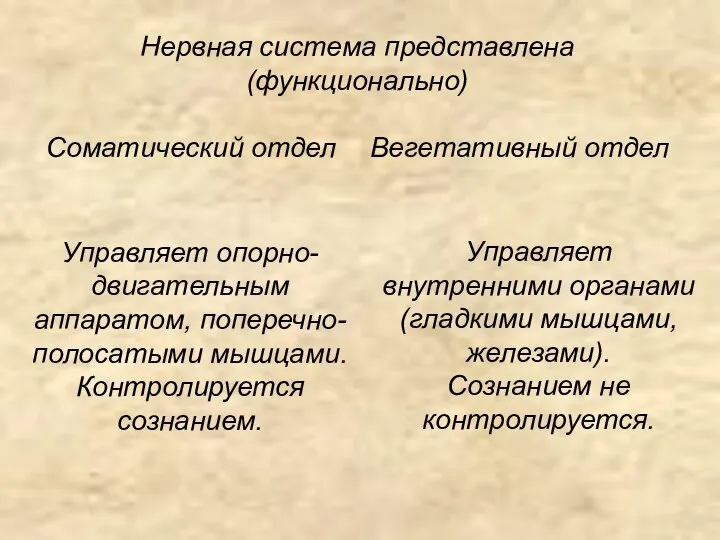 Нервная система представлена (функционально) Соматический отдел Вегетативный отдел Управляет опорно-двигательным аппаратом,