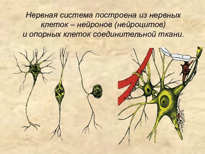 Нервная система построена из нервных клеток – нейронов (нейроцитов) и опорных клеток соединительной ткани.