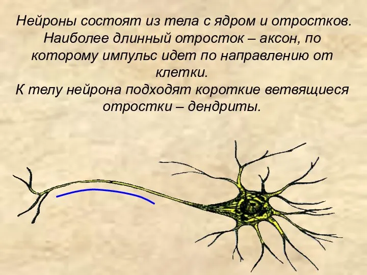 Нейроны состоят из тела с ядром и отростков. Наиболее длинный отросток