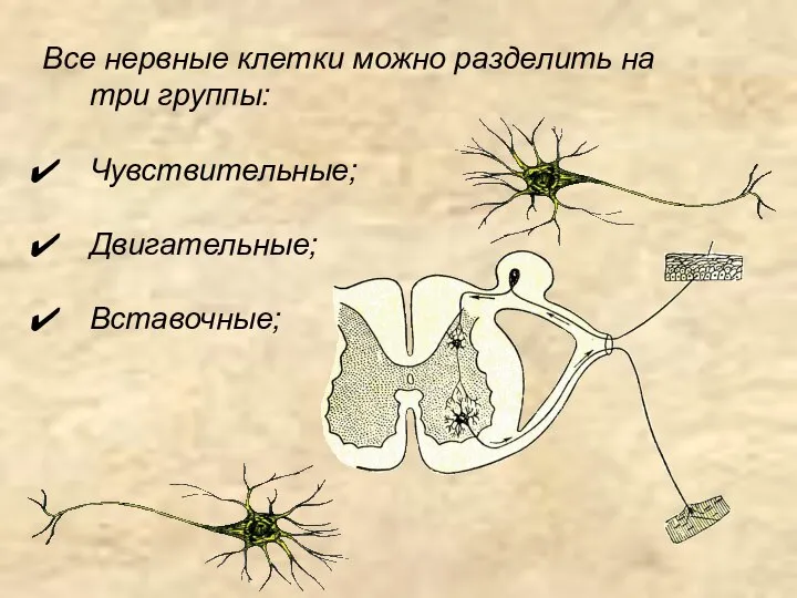 Все нервные клетки можно разделить на три группы: Чувствительные; Двигательные; Вставочные;