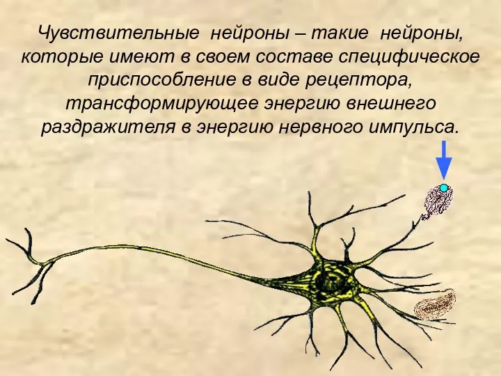 Чувствительные нейроны – такие нейроны, которые имеют в своем составе специфическое
