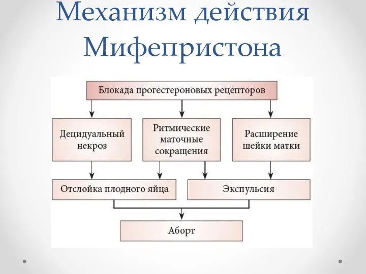 Механизм действия Мифепристона