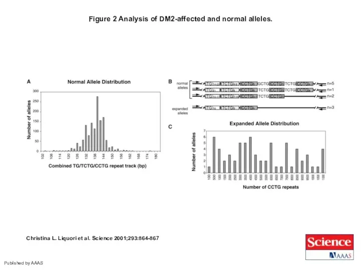 Figure 2 Analysis of DM2-affected and normal alleles. Christina L. Liquori