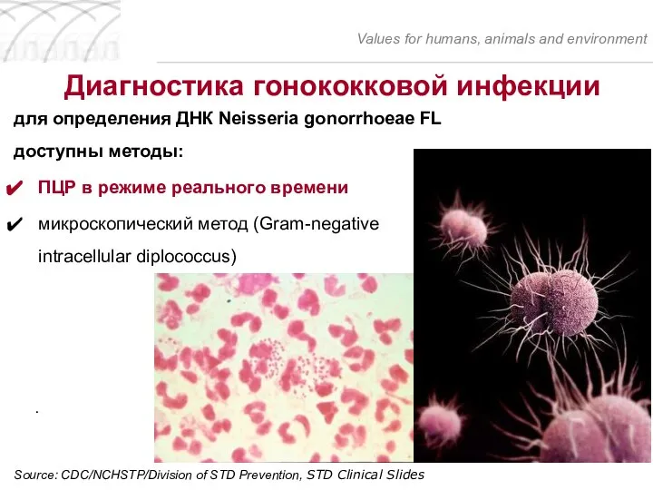 для определения ДНК Neisseria gonorrhoeae FL доступны методы: ПЦР в режиме