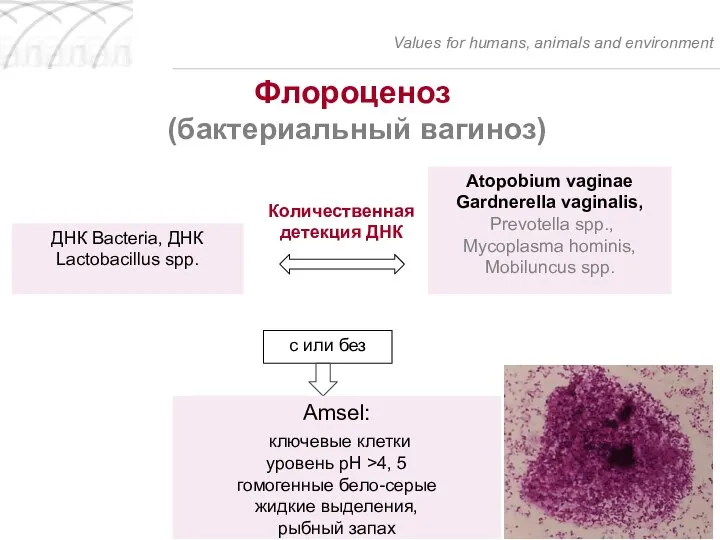 Values for humans, animals and environment Флороценоз (бактериальный вагиноз) Количественная детекция