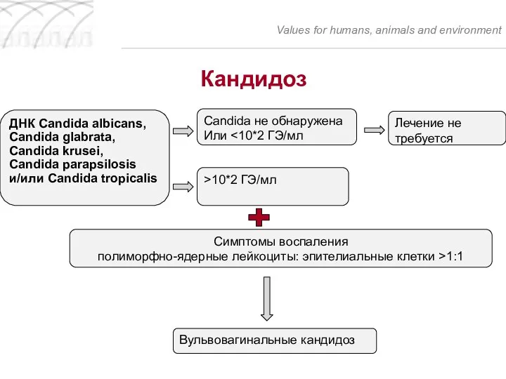 Кандидоз Values for humans, animals and environment ДНК Candida albicans, Candida