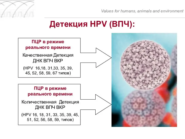 Детекция HPV (ВПЧ): Values for humans, animals and environment