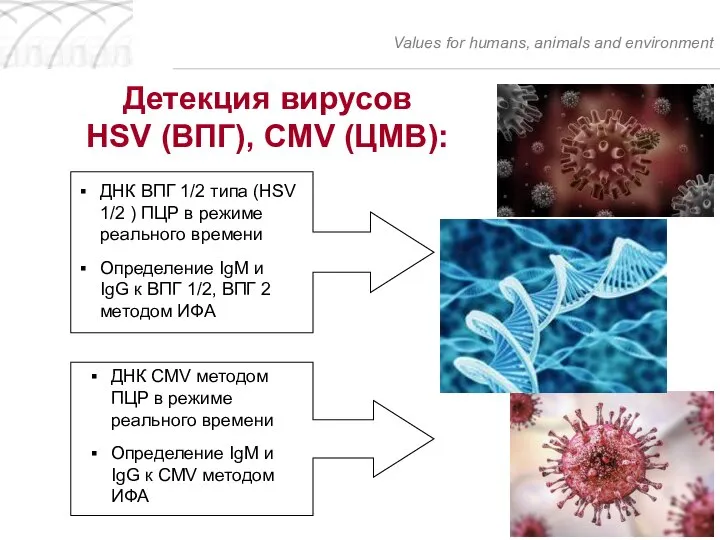 Детекция вирусов HSV (ВПГ), CMV (ЦМВ): Values for humans, animals and