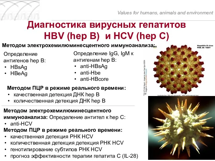 Диагностика вирусных гепатитов HBV (hep B) и HCV (hep C) Values