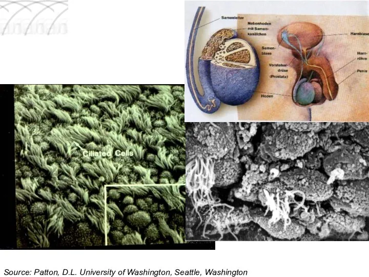 Source: Patton, D.L. University of Washington, Seattle, Washington Values for humans, animals and environment