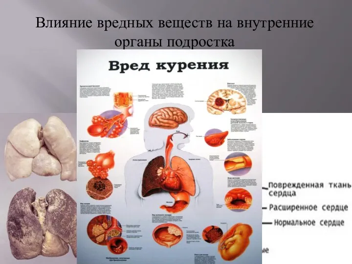 Влияние вредных веществ на внутренние органы подростка