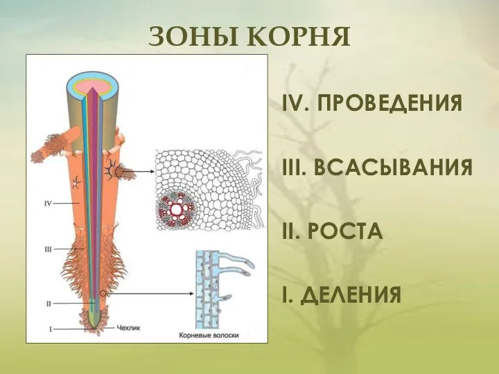 IV. ПРОВЕДЕНИЯ III. ВСАСЫВАНИЯ II. РОСТА I. ДЕЛЕНИЯ ЗОНЫ КОРНЯ