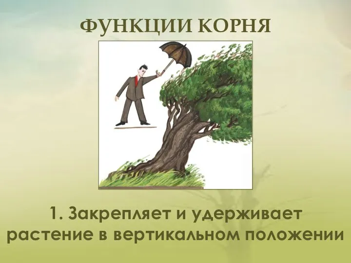 ФУНКЦИИ КОРНЯ 1. Закрепляет и удерживает растение в вертикальном положении