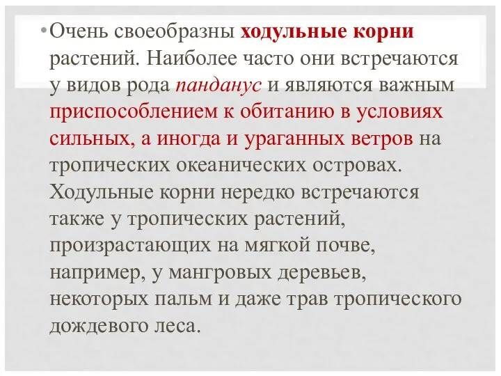 Очень своеобразны ходульные корни растений. Наиболее часто они встречаются у видов