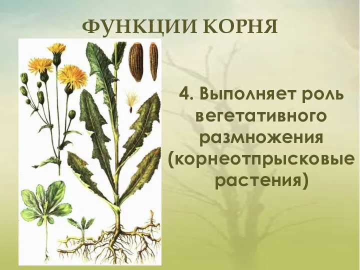 ФУНКЦИИ КОРНЯ 4. Выполняет роль вегетативного размножения (корнеотпрысковые растения)