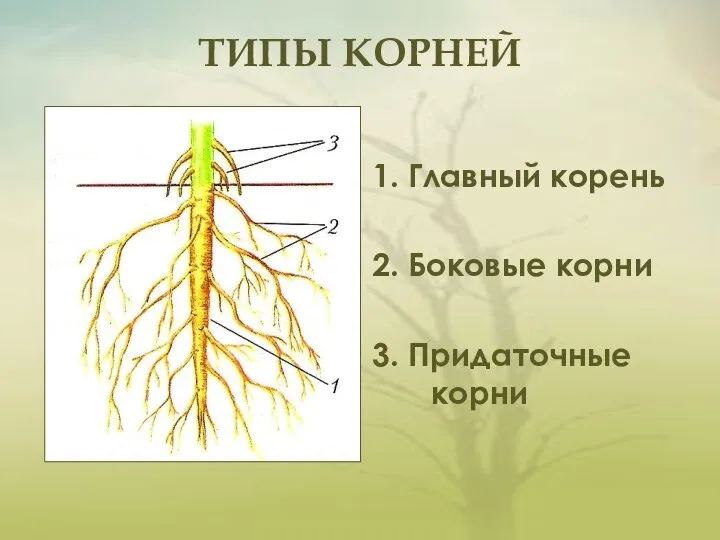 ТИПЫ КОРНЕЙ 1. Главный корень 2. Боковые корни 3. Придаточные корни