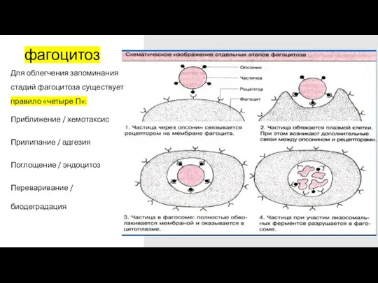 фагоцитоз Для облегчения запоминания стадий фагоцитоза существует правило «четыре П»: Приближение