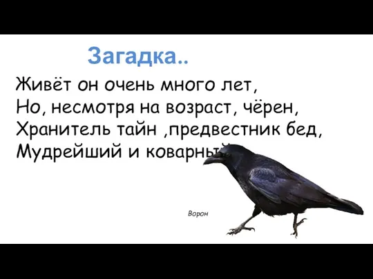 Загадка.. Ворон Живёт он очень много лет, Но, несмотря на возраст,