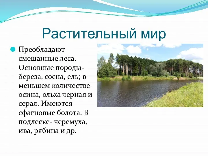 Растительный мир Преобладают смешанные леса. Основные породы-береза, сосна, ель; в меньшем