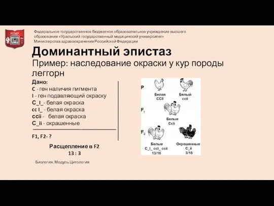 Доминантный эпистаз Пример: наследование окраски у кур породы леггорн Расщепление в F2 13 : 3