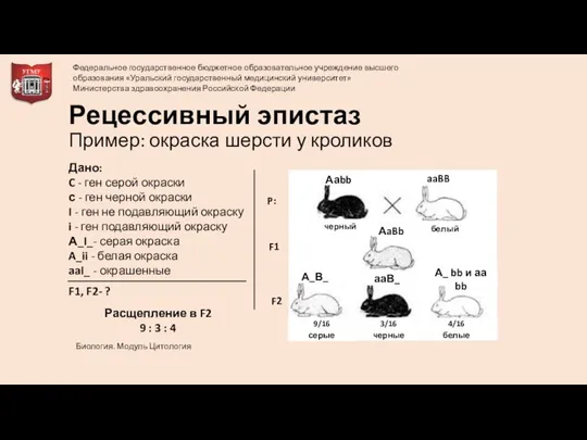 Рецессивный эпистаз Пример: окраска шерсти у кроликов Дано: C - ген