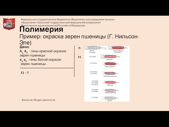 Полимерия Пример: окраска зерен пшеницы (Г. Нильсон- Эле) Дано: A1, A2